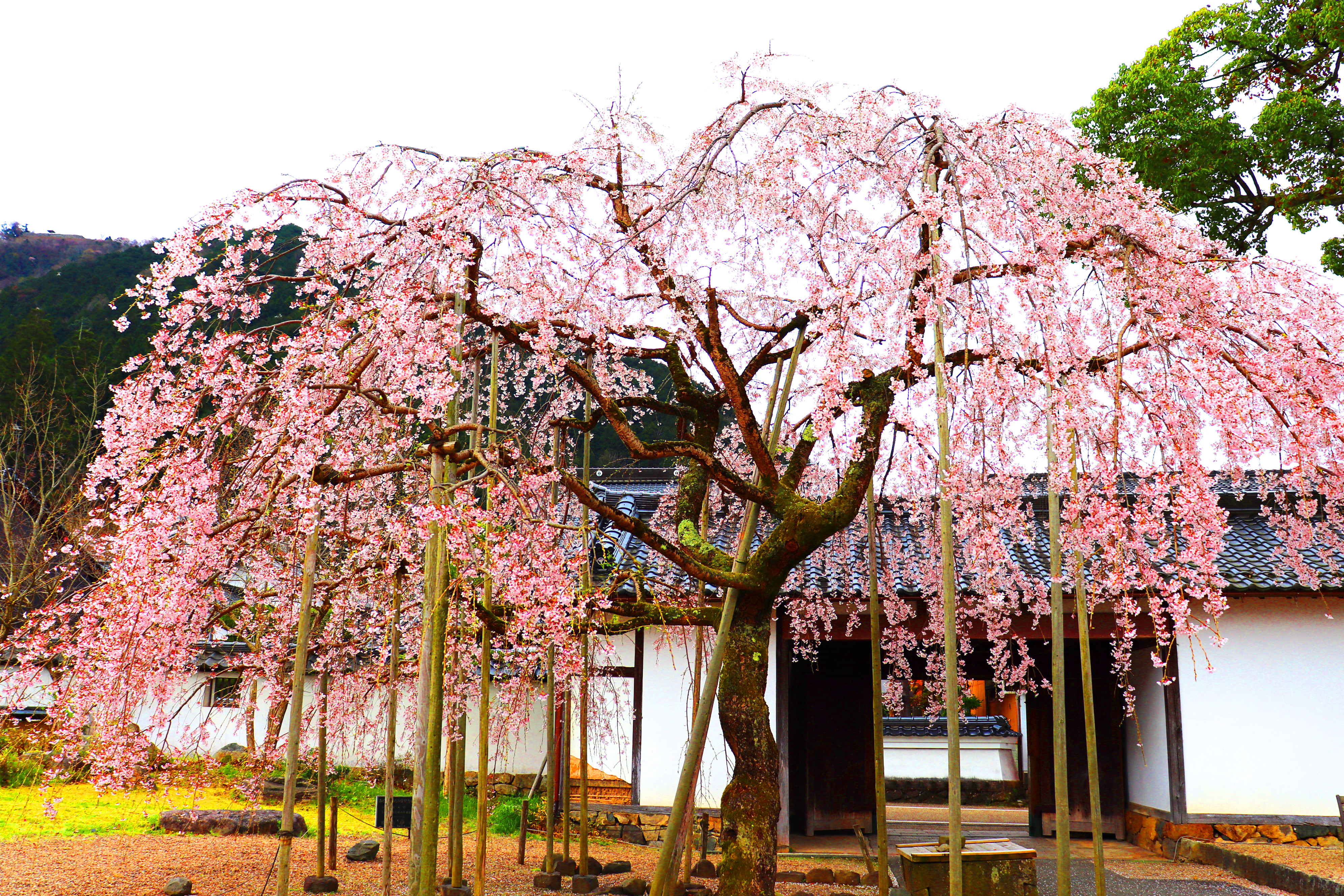 家老屋敷 桜